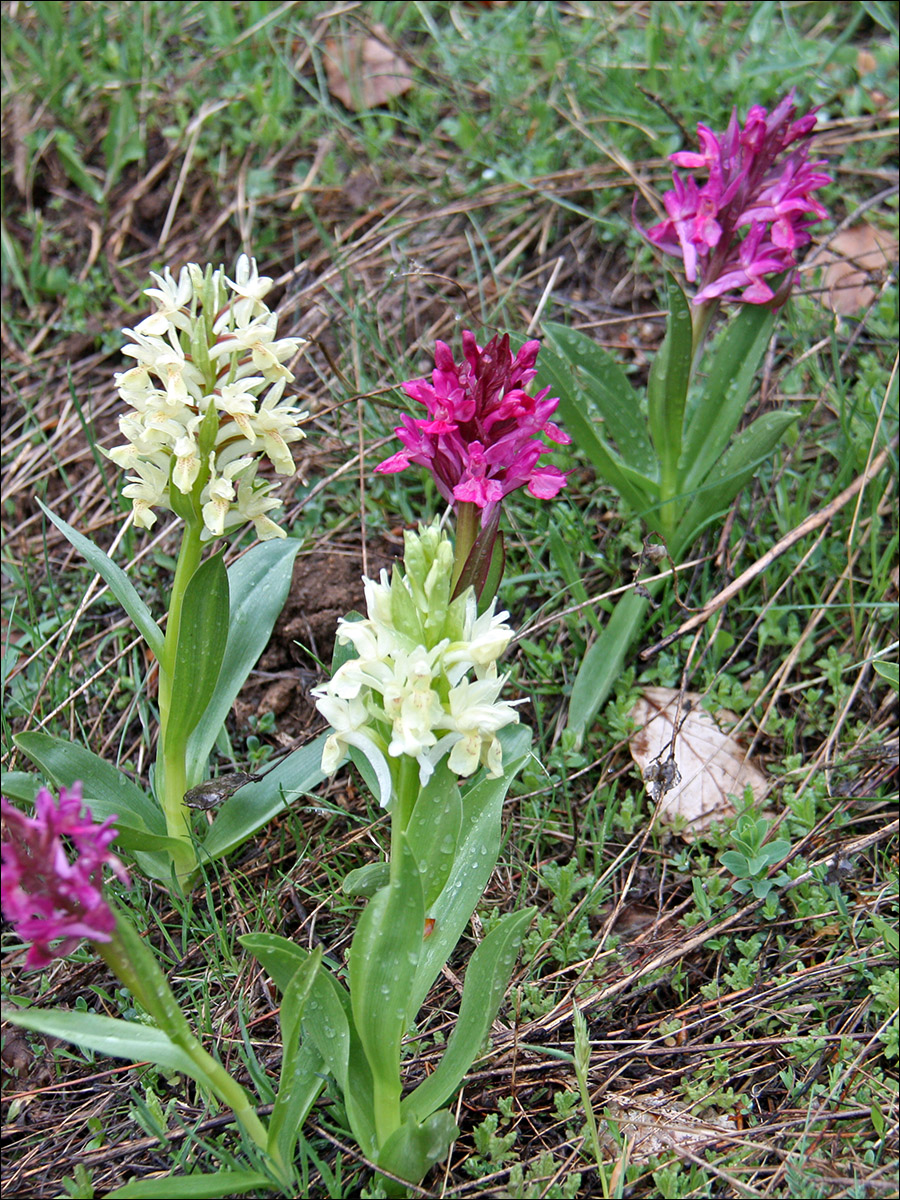 Image of Dactylorhiza sambucina specimen.