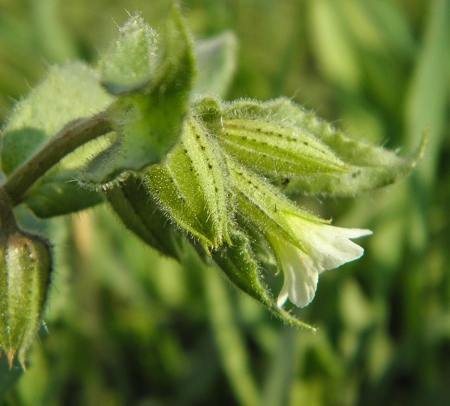 Изображение особи Nonea lutea.