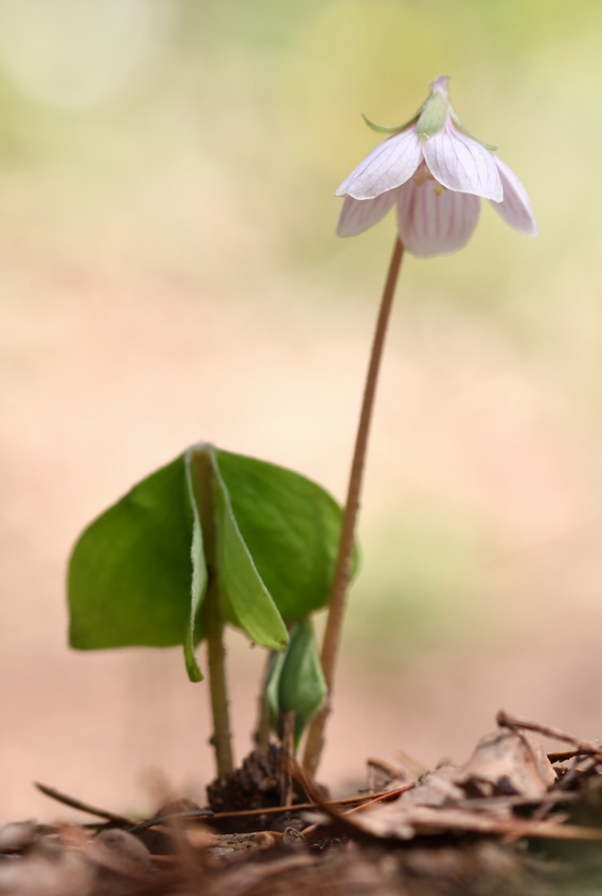 Изображение особи Oxalis obtriangulata.