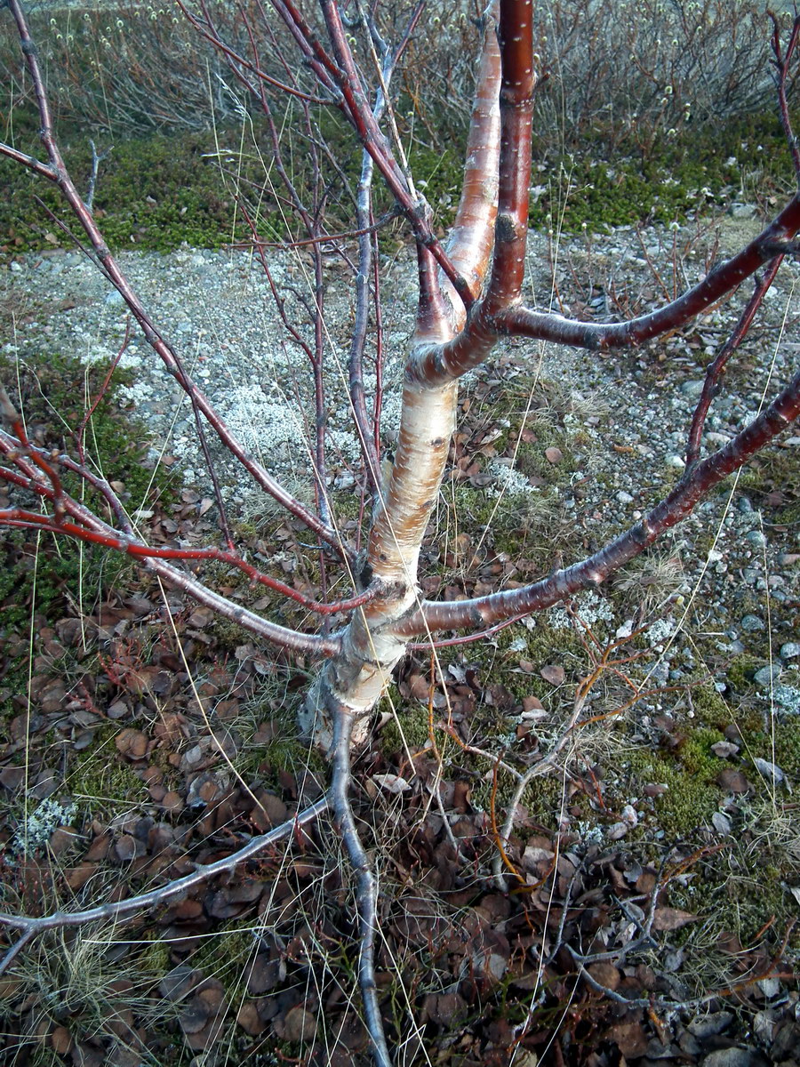 Image of genus Betula specimen.