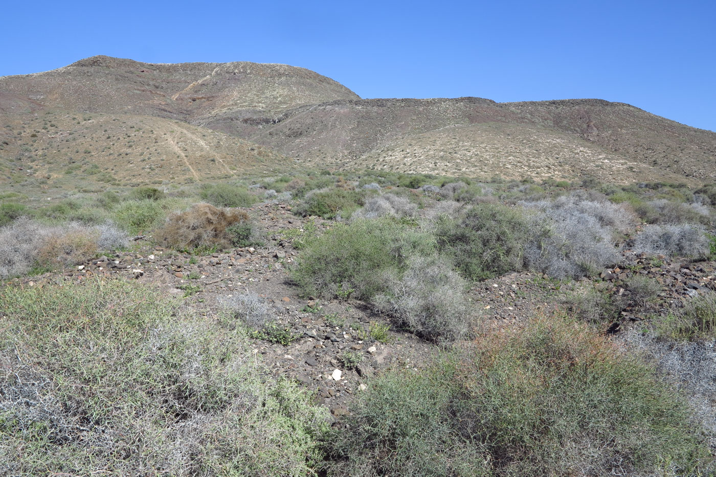 Image of Launaea arborescens specimen.