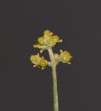 Ephedra foliata