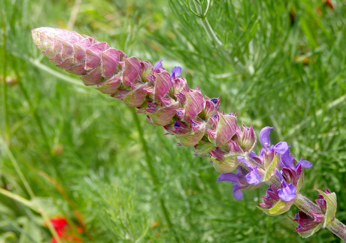 Image of Salvia tesquicola specimen.