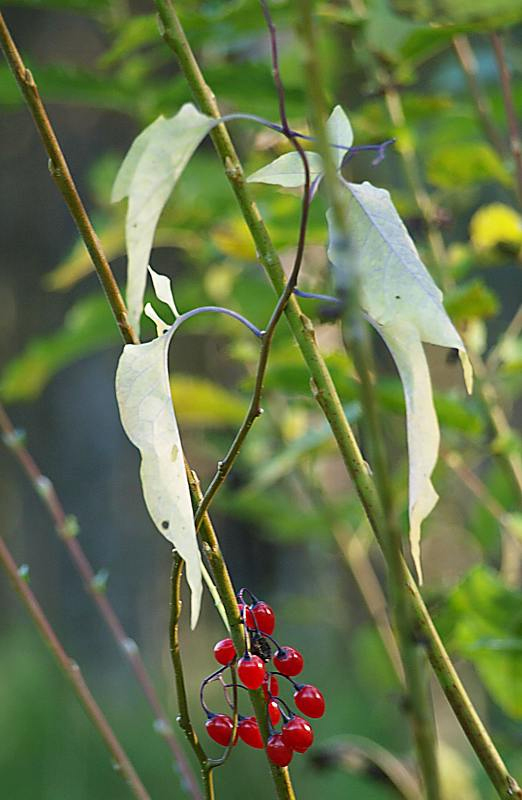 Image of Solanum dulcamara specimen.