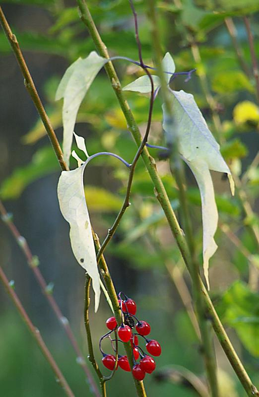 Изображение особи Solanum dulcamara.