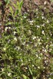 Viola arvensis