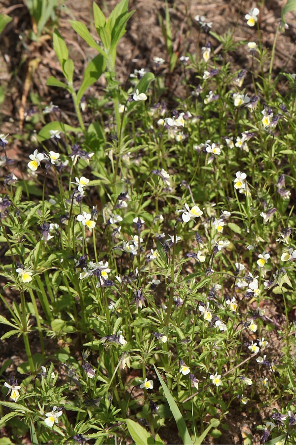 Изображение особи Viola arvensis.