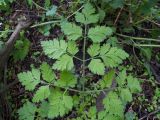 Chaerophyllum temulum