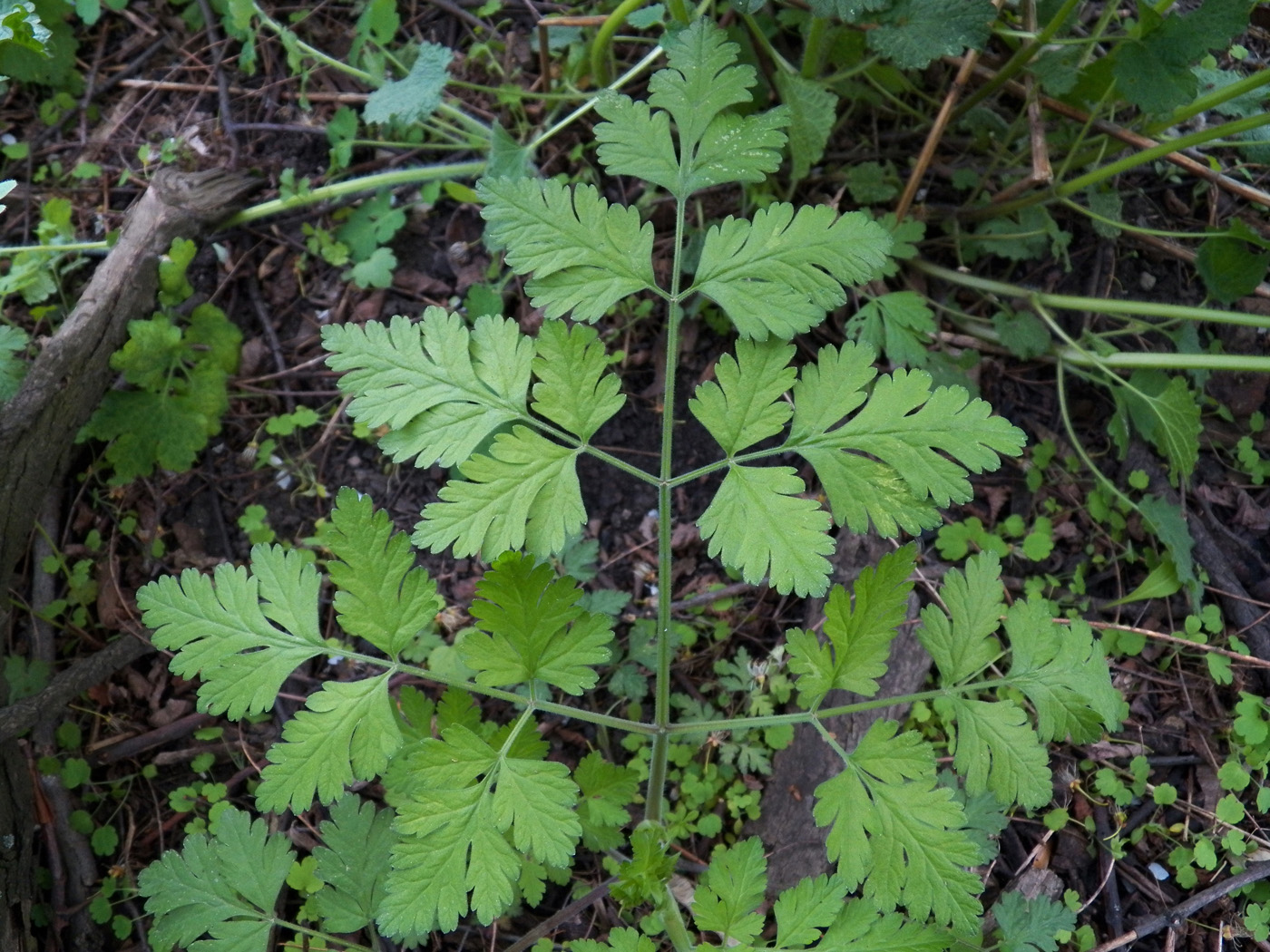 Изображение особи Chaerophyllum temulum.