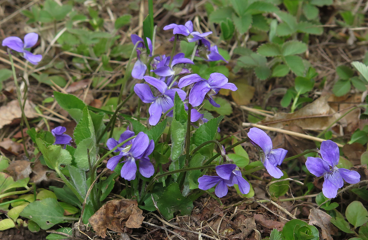 Изображение особи Viola hirta.