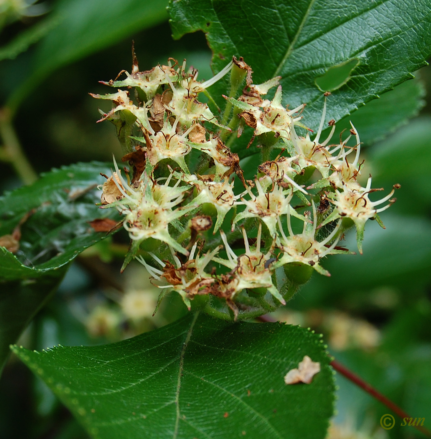 Изображение особи род Crataegus.