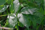 Lathyrus vernus. Лист. Татарстан, Нижнекамский р-н, окр. дер. Благодатная, лесостепной участок с чередованием степи и перелесков с преобладанием дуба, среди древостоя. 5 июня 2016 г.