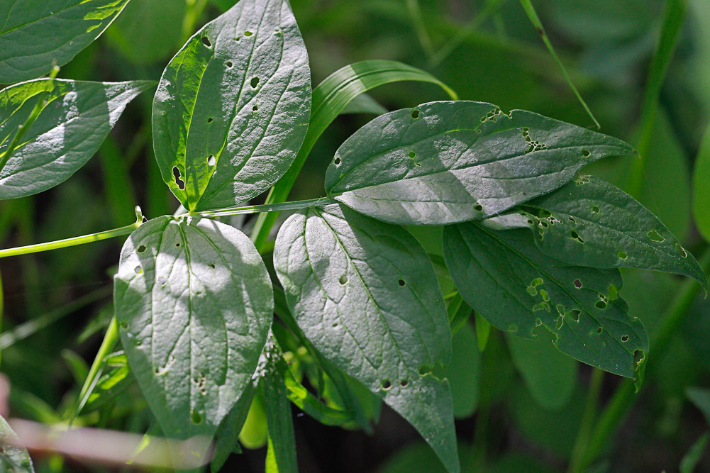 Изображение особи Lathyrus vernus.