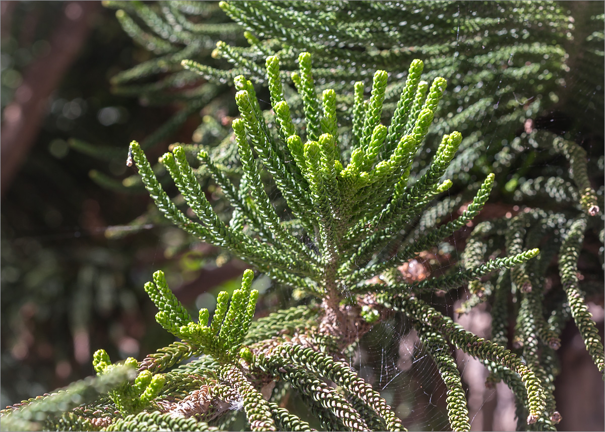 Image of Araucaria heterophylla specimen.