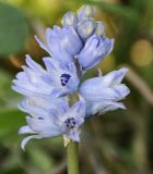 Bellevalia hyacinthoides