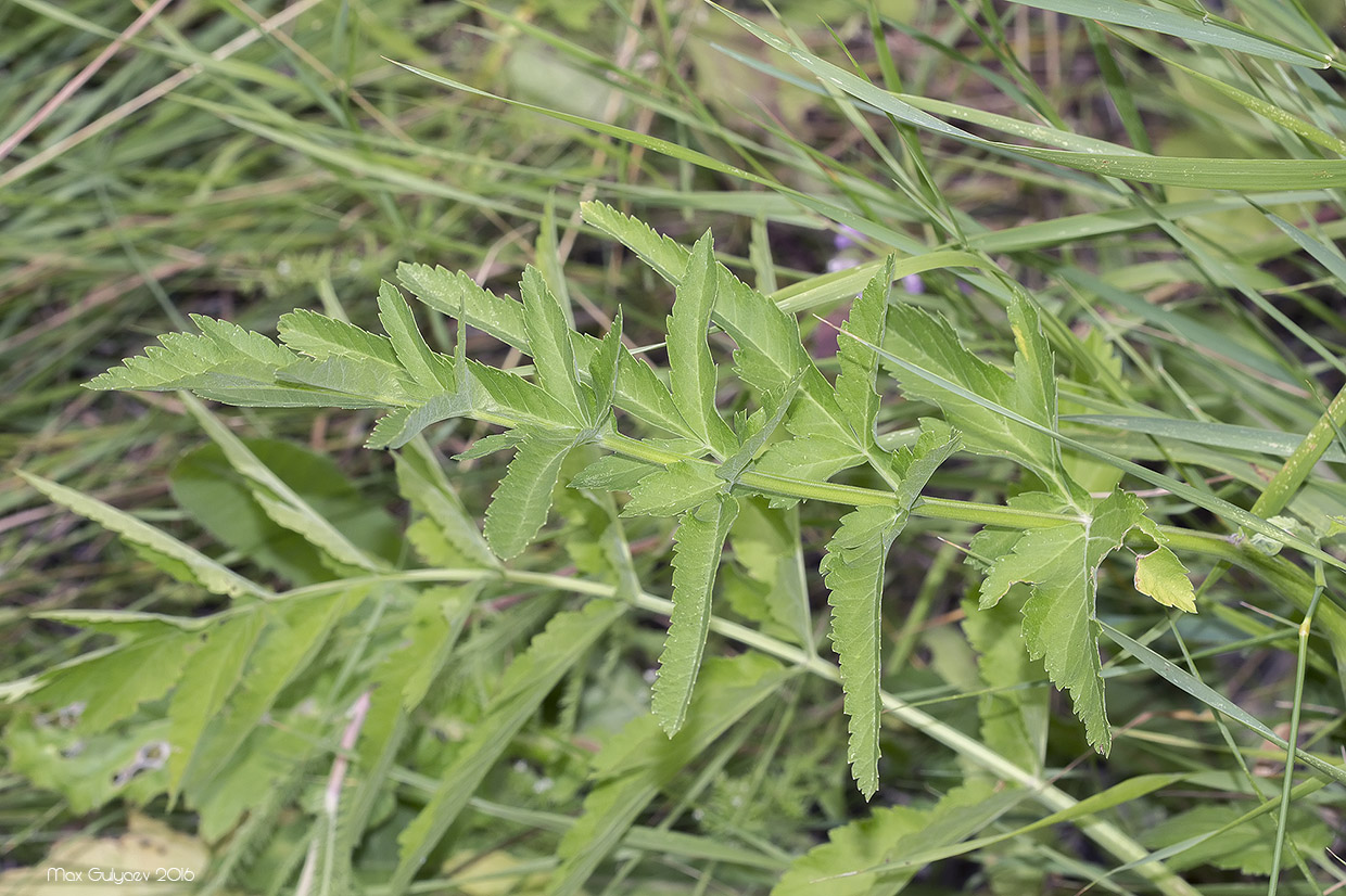 Image of Pastinaca sativa specimen.