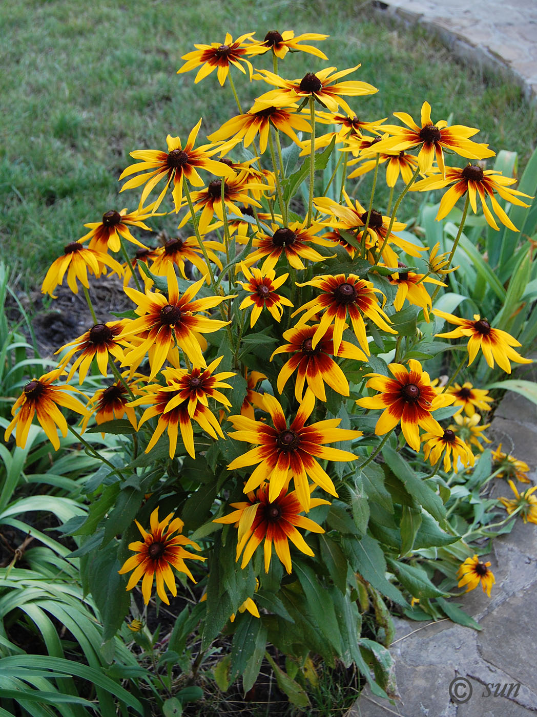 Изображение особи Rudbeckia hirta.