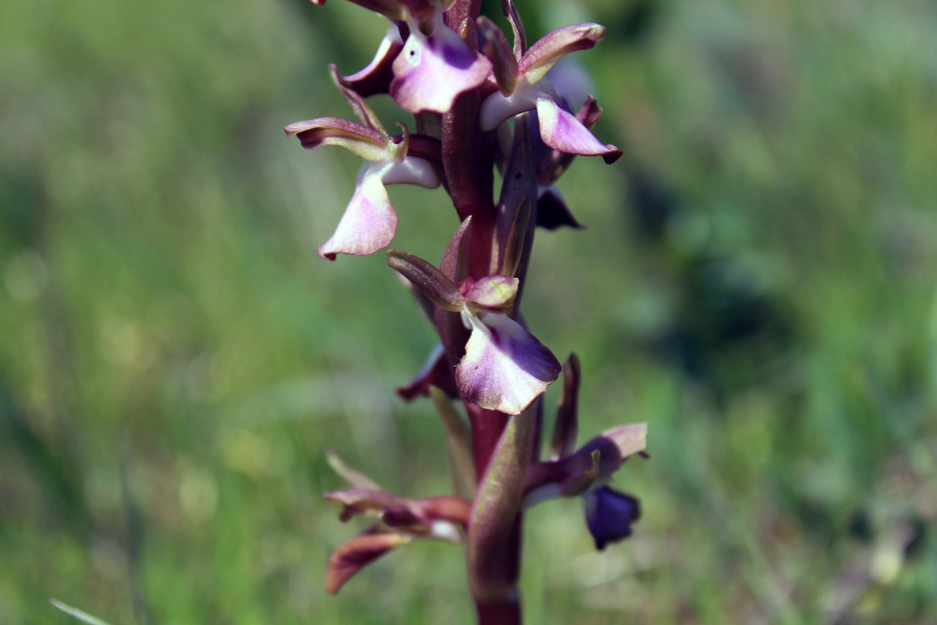 Image of Anacamptis collina ssp. fedtschenkoi specimen.