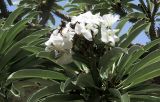 Pachypodium lamerei. Верхушка ветки с соцветием. Израиль, Шарон, пос. Кфар Шмариягу, в культуре во дворе. 06.07.2014.