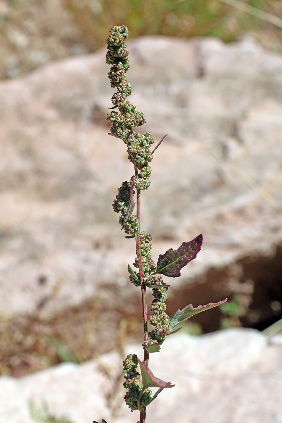 Изображение особи Chenopodium album.