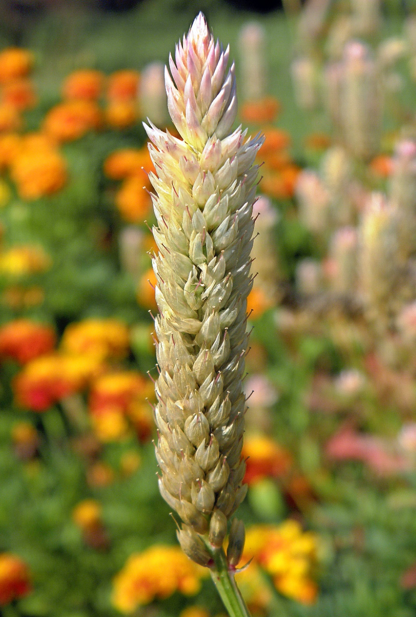 Image of Celosia spicata specimen.