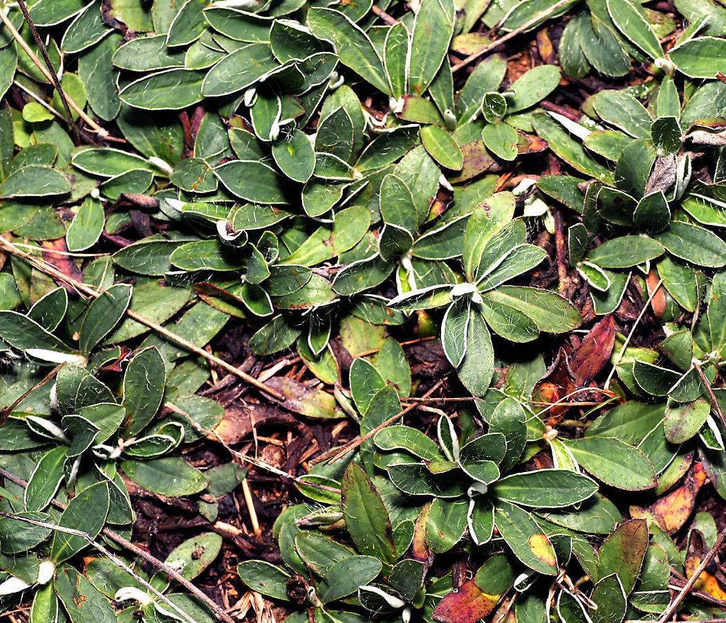 Image of Pilosella officinarum specimen.