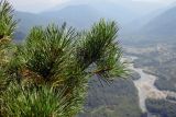 Pinus sylvestris. Ветви. Республика Адыгея, Майкопский р-н, ок. 1 км севернее пос. Хамышки, юго-восточный склон горы Монах, выс. ок. 1000 м н.у.м., на краю скалы. 20.08.2016.