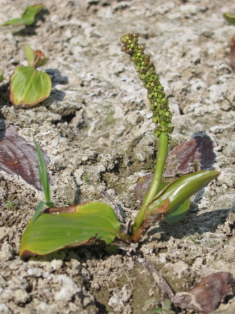 Image of Potamogeton nodosus specimen.