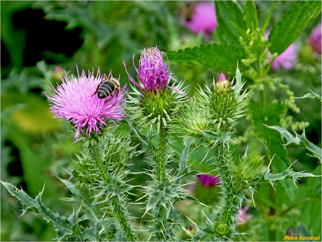 Изображение особи Carduus acanthoides.