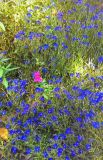 Lobelia erinus