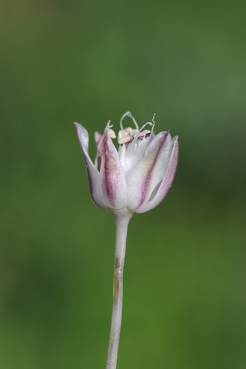 Изображение особи Allium borszczowii.