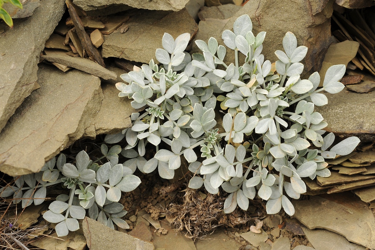 Изображение особи Astragalus schrenkianus.