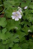 Geranium renardii. Цветок и листья. Республика Алтай, Шебалинский р-н, с. Камлак, Горно-Алтайский ботанический сад, экспозиция. 08.06.2016.