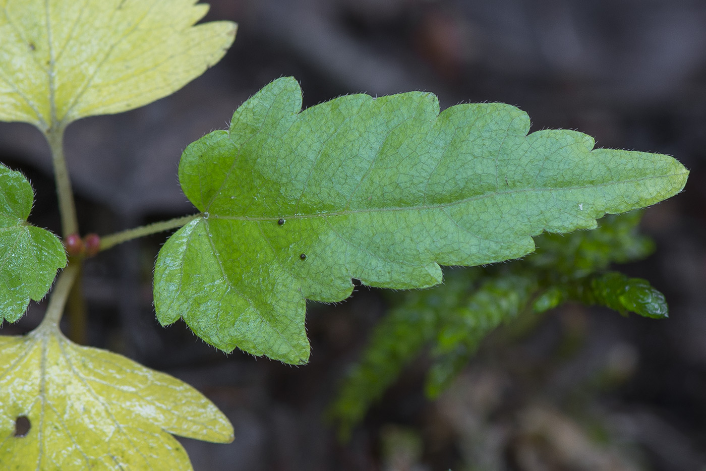 Image of Tilia cordata specimen.