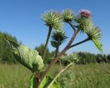 Arctium &times; ambiguum
