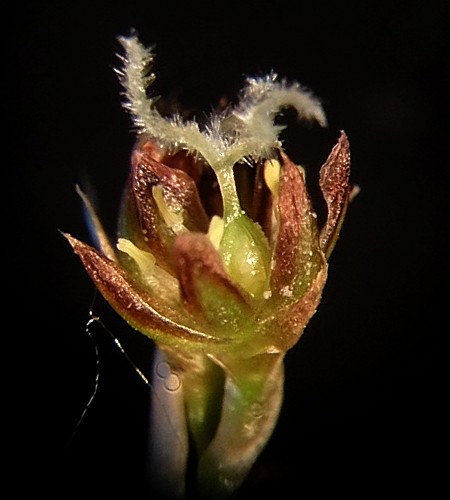 Изображение особи Juncus gracillimus.