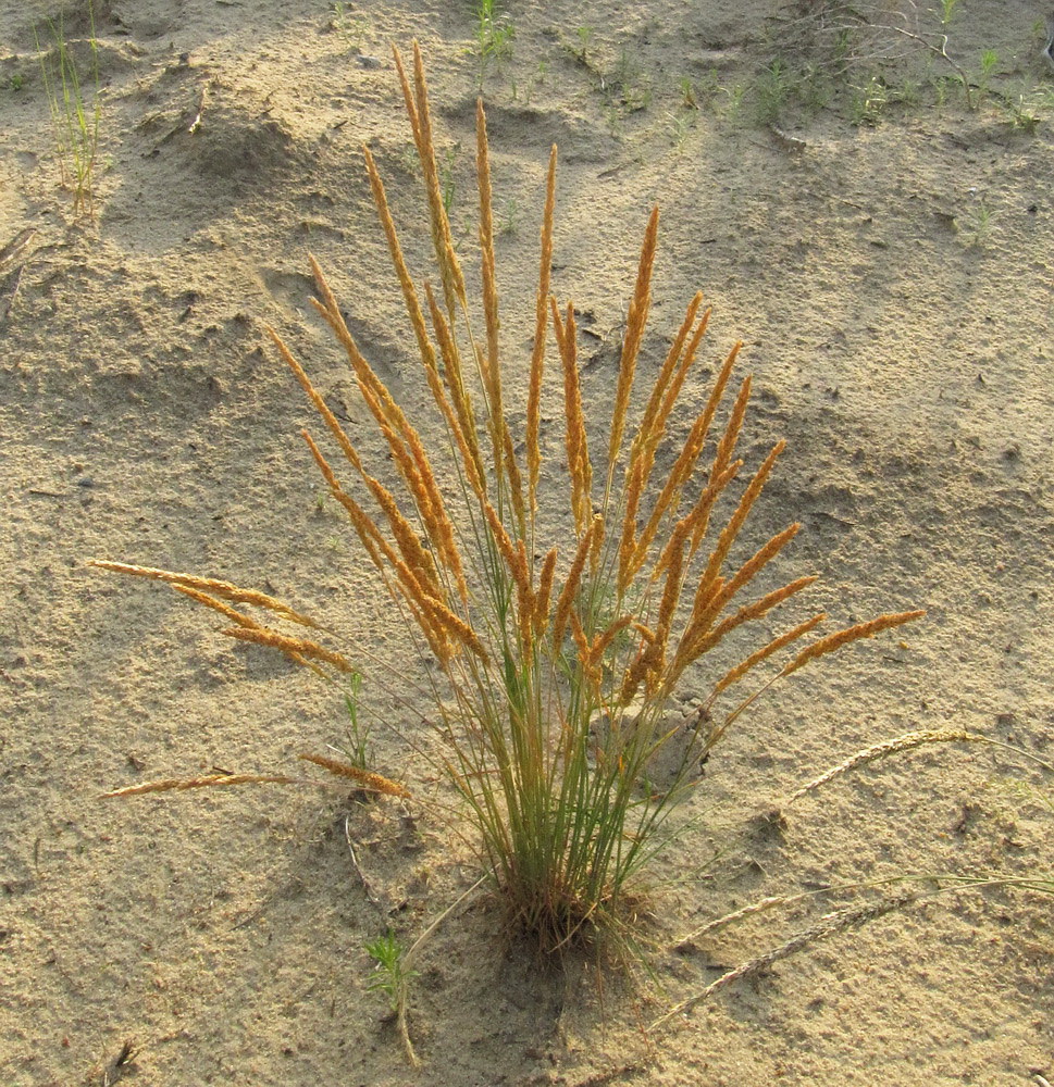 Image of Koeleria sabuletorum specimen.