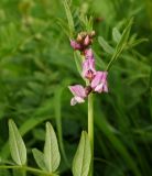 Vicia sepium