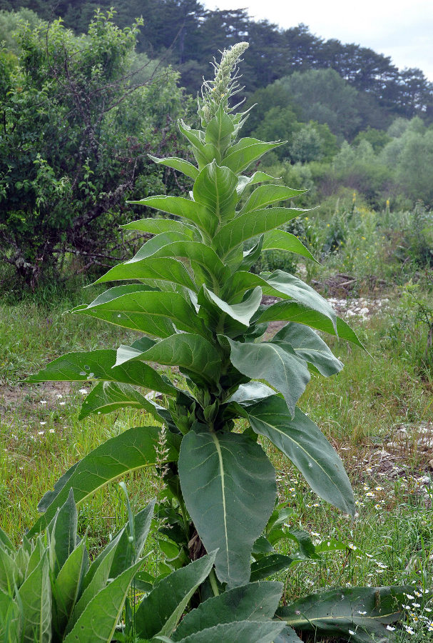 Изображение особи Verbascum densiflorum.