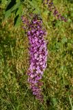 Buddleja davidii