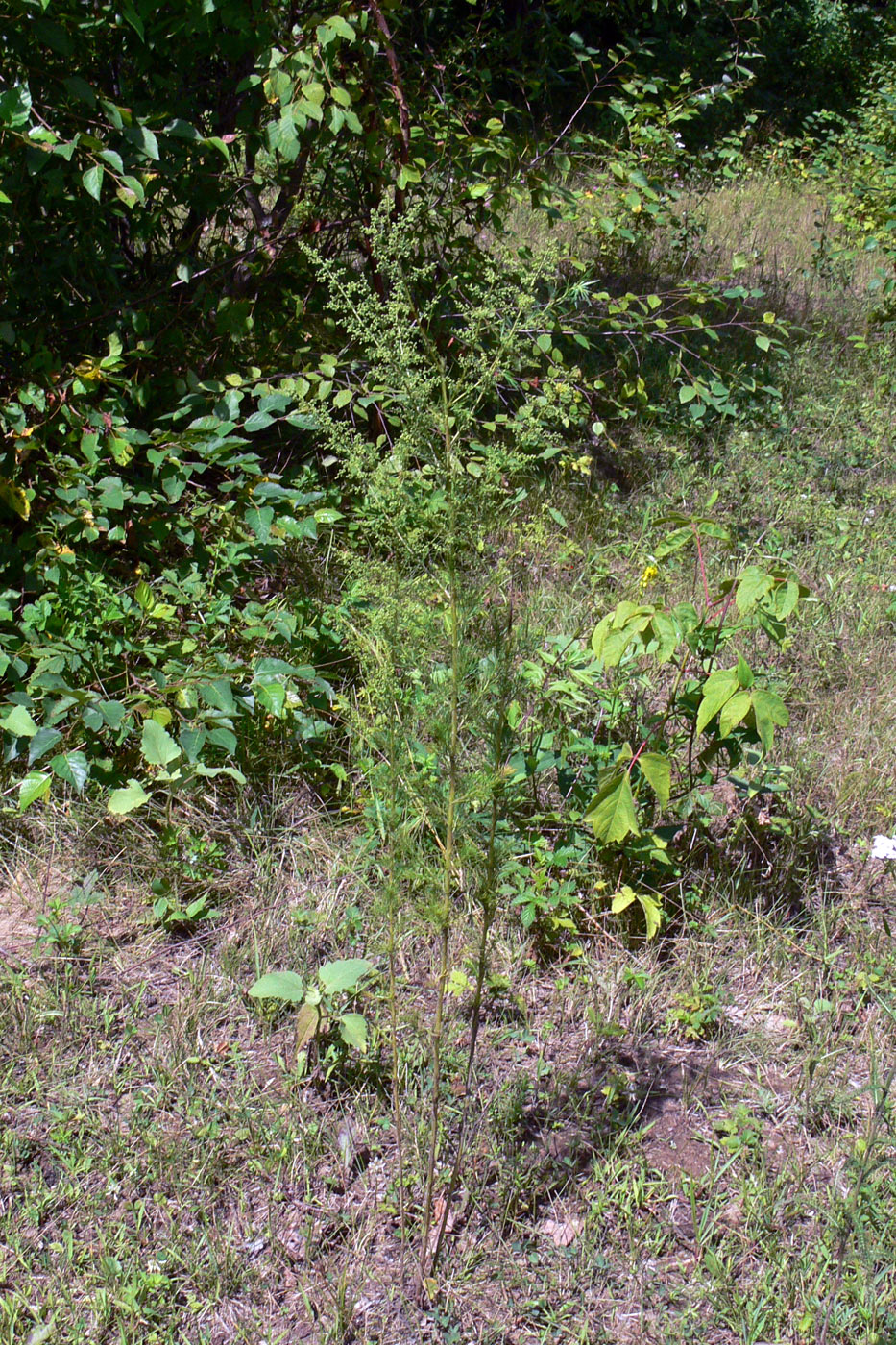 Image of Artemisia scoparia specimen.