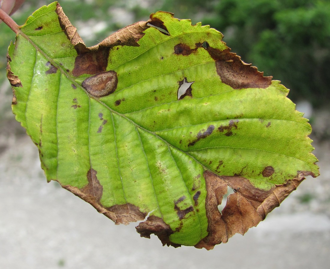 Изображение особи Carpinus betulus.