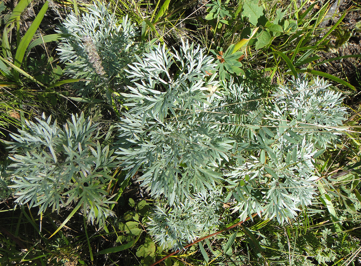 Image of Artemisia sericea specimen.