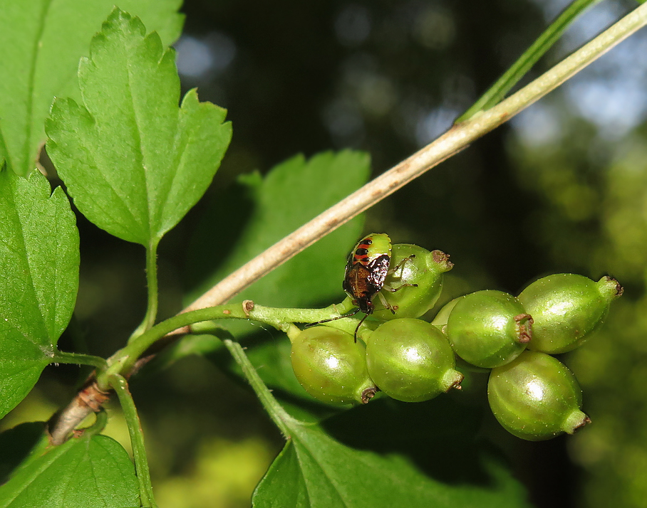 Image of Ribes alpinum specimen.