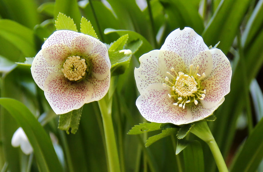 Image of Helleborus caucasicus specimen.