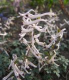 Corydalis ruksansii