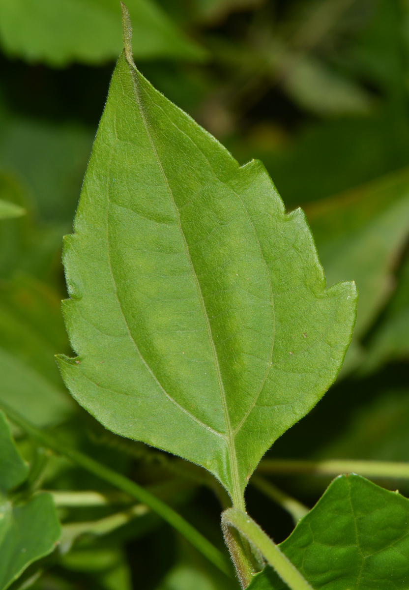 Изображение особи Chromolaena odorata.