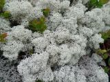 Cladonia stellaris