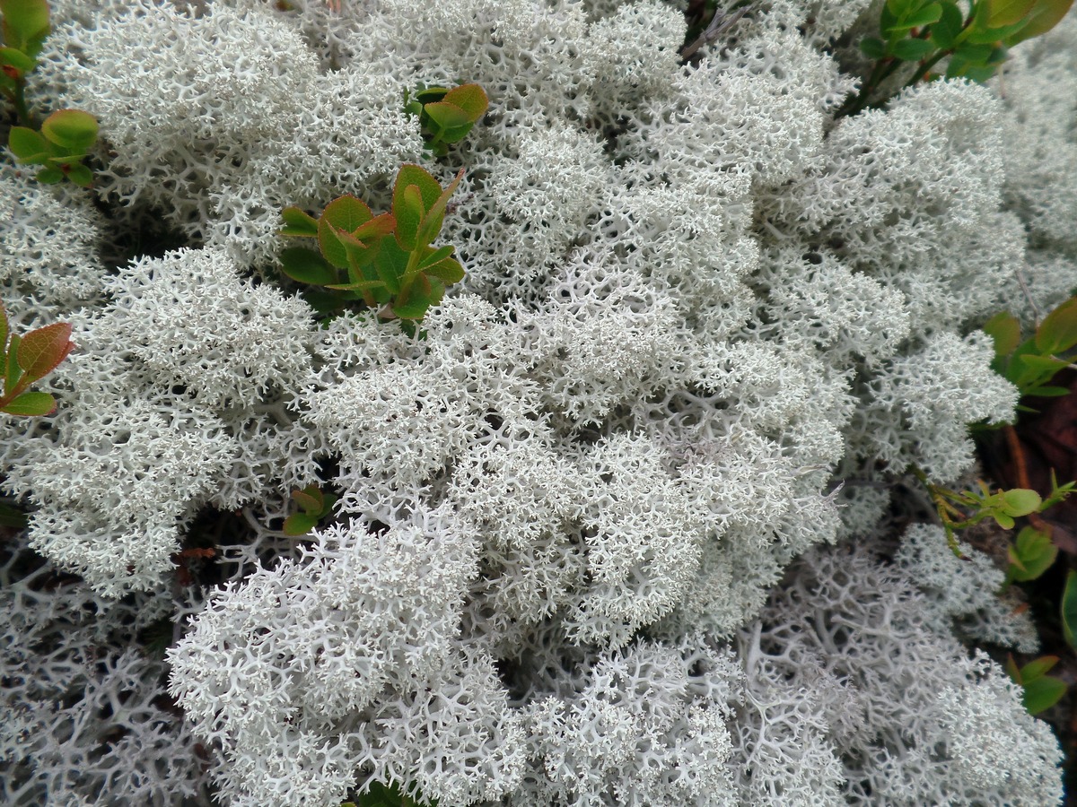 Image of Cladonia stellaris specimen.