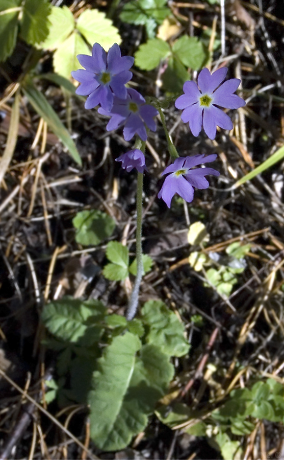 Изображение особи Primula cortusoides.